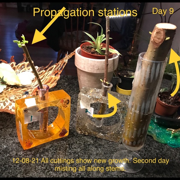 COPY - Bee-themed Propagation Planting Station - Picture 3 of 4